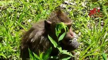 Pity baby monkey after her mom swim, Baby monkey life in Angkor,Real life of baby monkey,Monkey Camp