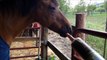 BARN VLOG| MY HORSE GOT SICK!