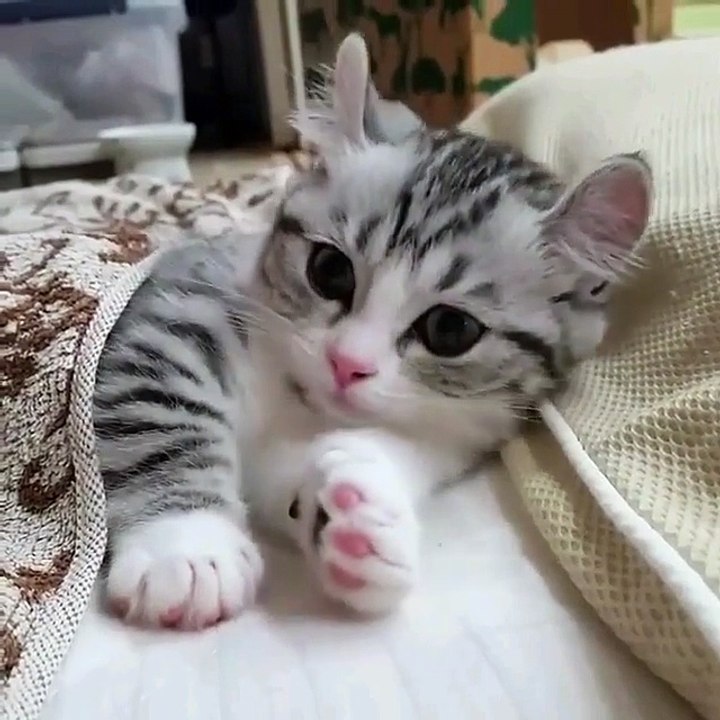 Video Kucing Lucu #026 | Vera Kitty 2017