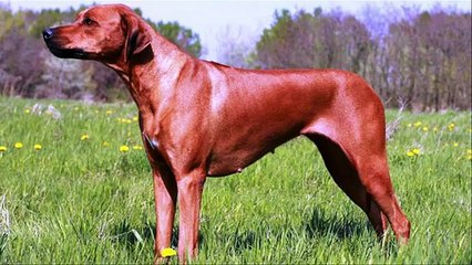 Top 25 Most Dangerous Dog Breeds in the World
