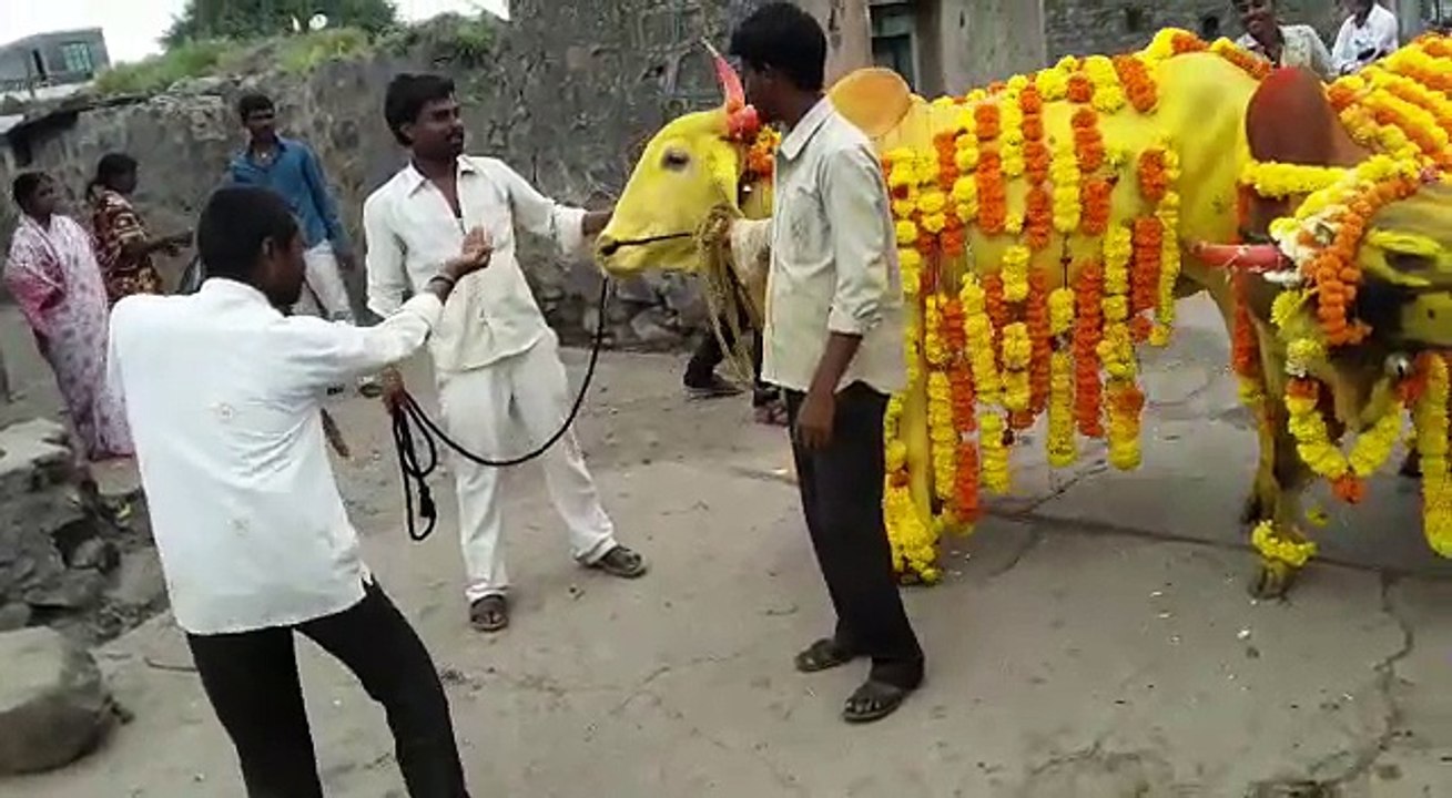 most funny dance with bull