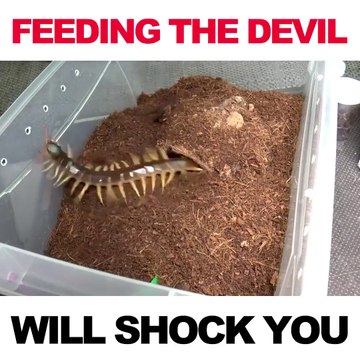 Les pires animaux de compagnies... Araignées, serpents, mille-pattes! Terrifiant