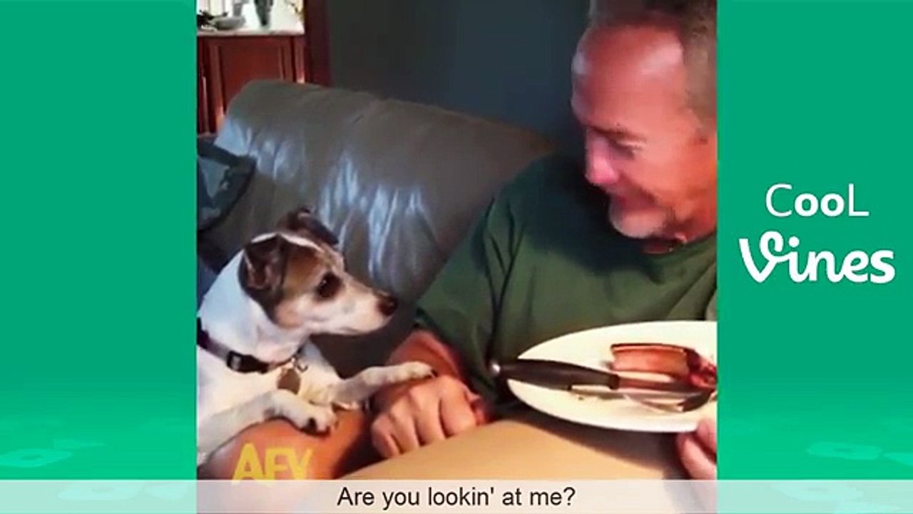 Try Not To Laugh Challenge - Funny Cat & Dog Vines compilation 2017