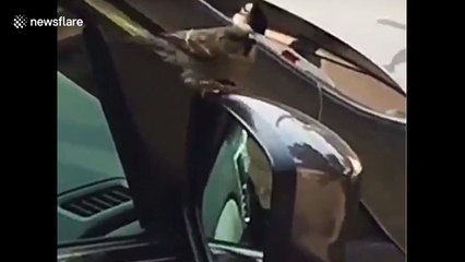 London sparrow filmed fighting its own reflection