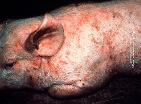 Preventiva jedini lek protiv afričke kuge svinja , 14. oktobar 2017 (RTV Bor)