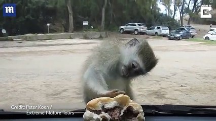 قرد يفشل في الوصول لـ ساندوتش برجر شاهد رد فعله