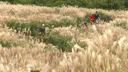 은빛 억새 보며 가을 만끽...역사적 순간도 체험 / YTN