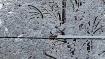 Les écureuils de Haute-Savoie s’entraînent déjà pour l'hiver!