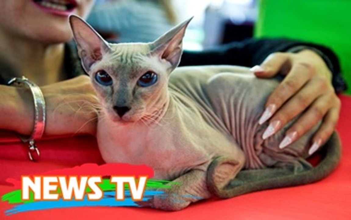 Top 9 giống mèo đắt nhất thế giới