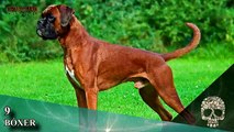 TOP 10 PERROS MÁS PELIGROSOS DEL MUNDO || 2ªParte ||