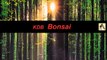 Informal upright hornbeam bonsai 1: history (march new)
