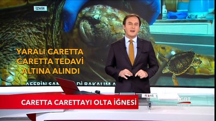 Caretta Carettayı Olta İğnesi Yaraladı
