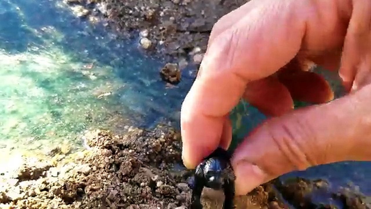 Learn Learning Wild Zoo Animals Names & Sounds Kids Children Toddler Video Toy Fun Slime Mini Beach