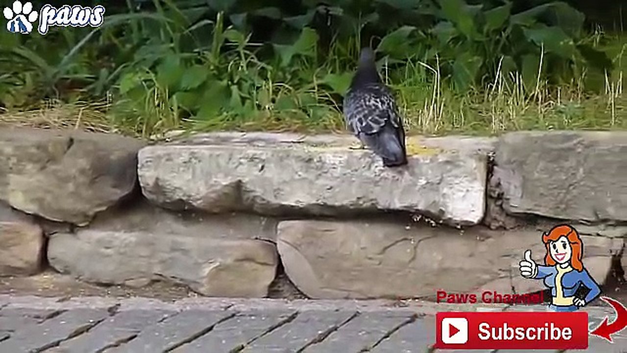 Feral Cat Hunting Skills - Stray Cat Best Hunting Video