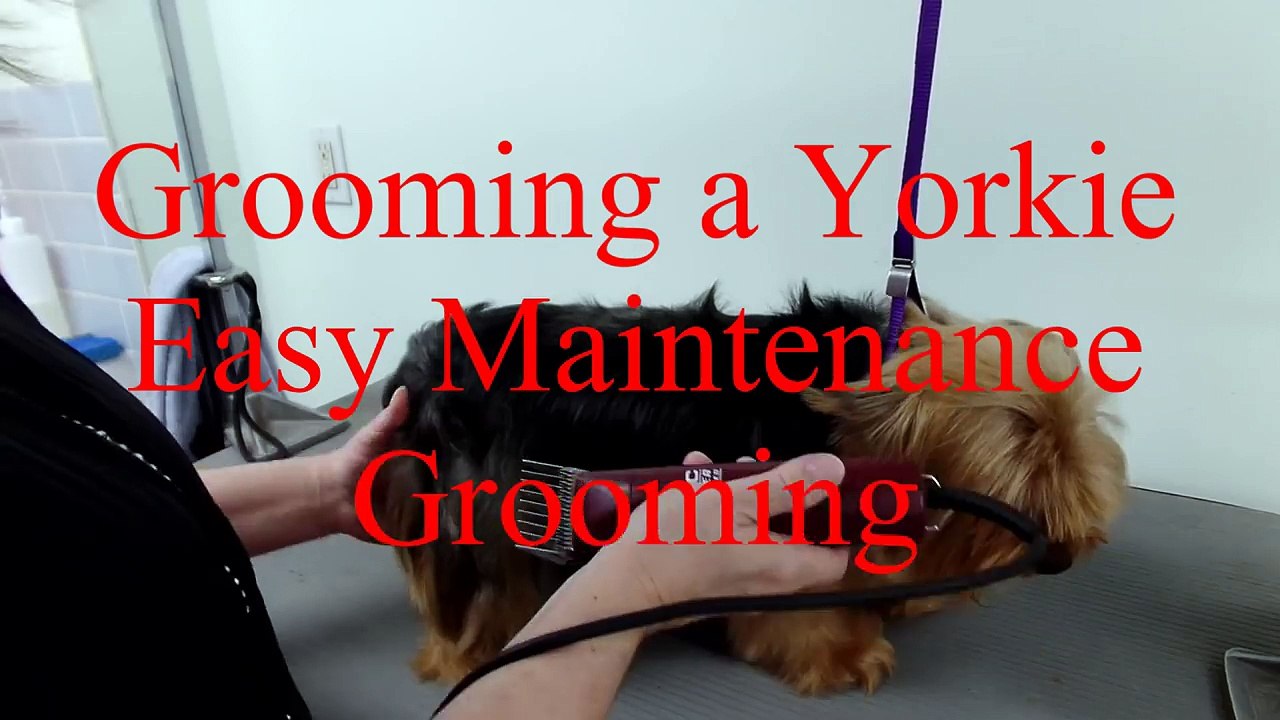 Grooming a Yorkshire Terrier for easy maintenance
