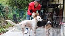 A man's best three-legged friend