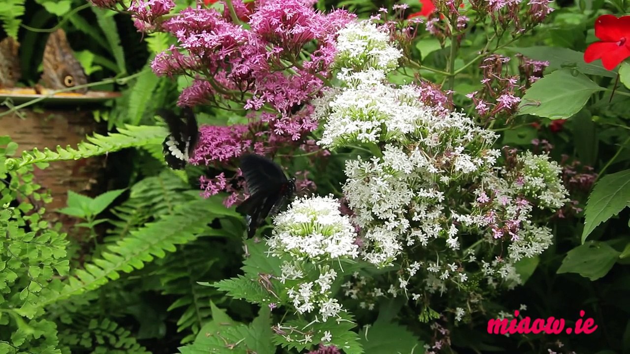 Telekat: videos for cats to watch - Beautiful Butterflies