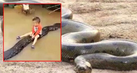 Küçük Çocuk 6 Metrelik Yılanla Oyuncak Gibi Oynadı!