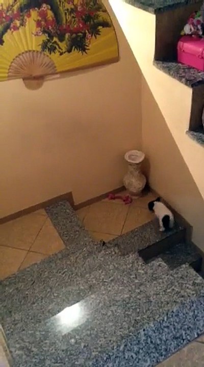 French bulldog up up / Bulldog francês aprendendo subir escada