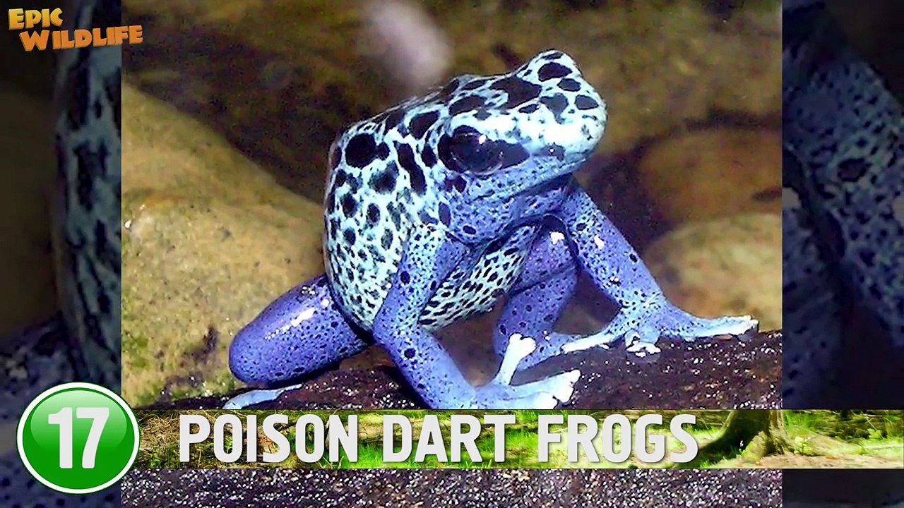 25 Deadliest Animals