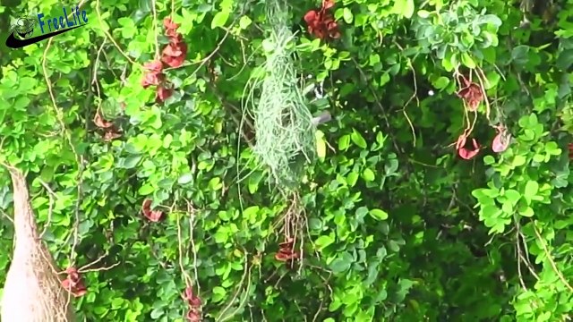 Beautiful wild birds: The most strangely beautiful birds nests in the world #1