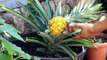 The Joy Of Growing Pineapples - How To Grow Pineapple Plants In Containers