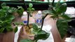 Propagating Plants - Propagate Pepper Plants from Cuttings