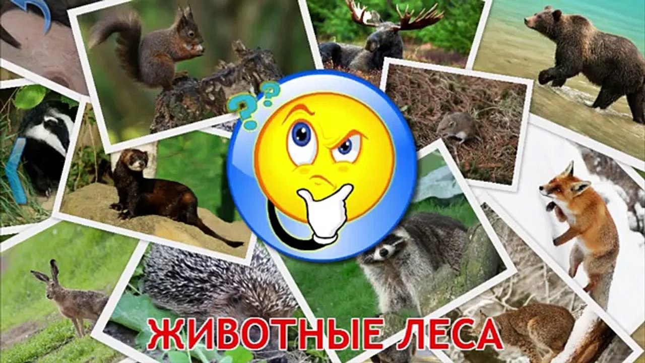 Учим диких животных, слушаем их звуки. Развивающий мультик.