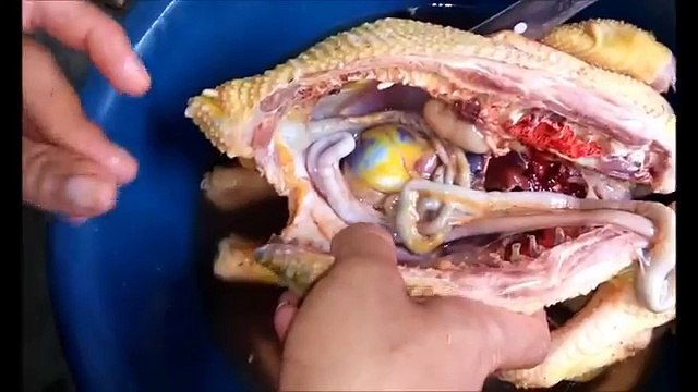Como Capar ( Castrar ) um Frango Passo a Passo - Dicas com a Ave Abatida