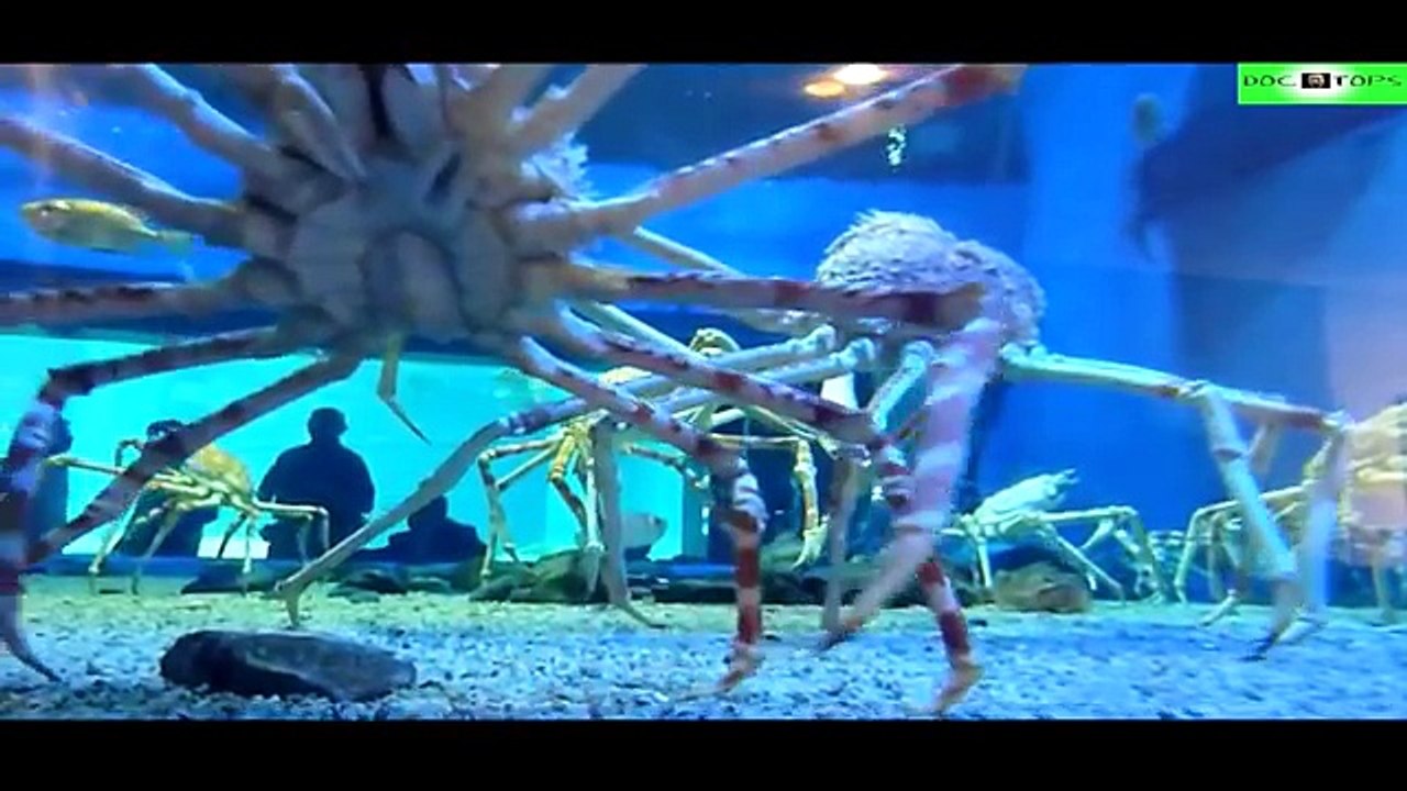Top 10 Animales Más Grandes Del Mundo Y De La Historia