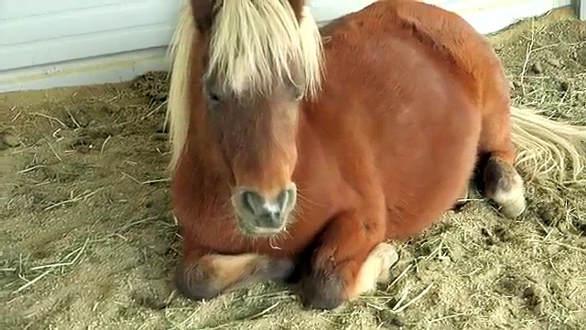 My Little Farrah Pony Sunday With Sugar Honeyheartsc Horses Pony Random Vlog Video Dailymotion - honey hearts c roblox horse games