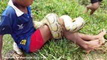 Ooops! Brave Sister And Brother Catch Big Python While Fishing With Net