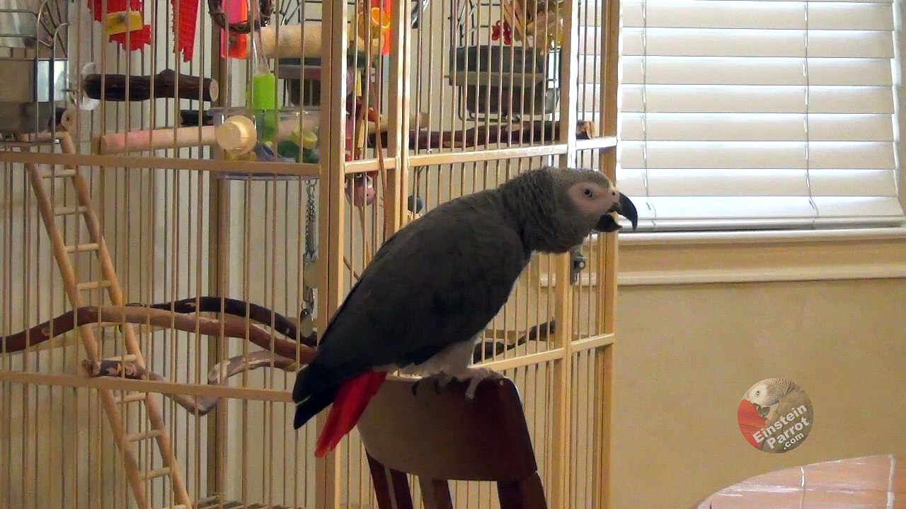Inventive parrot creates his own version of the theory of relativity