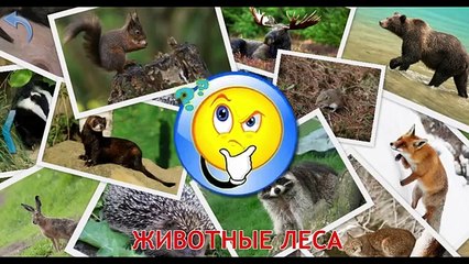 Животные леса. Звуки животных развивающий мультик