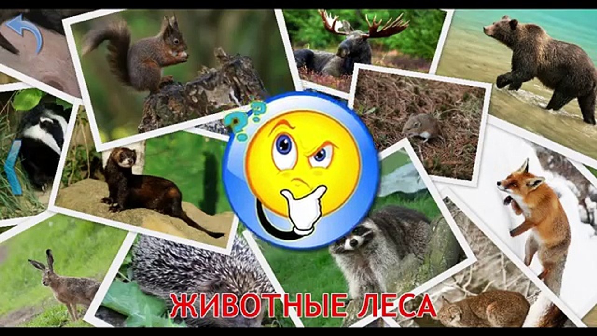 ⁣Животные леса. Звуки животных развивающий мультик
