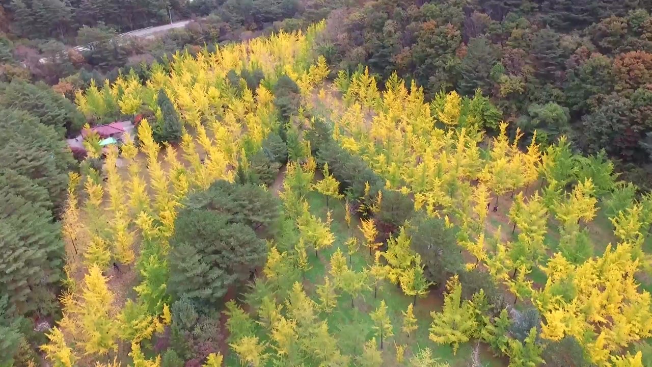 가을 수놓은 노란 물결 '홍천 은행나무숲' / YTN