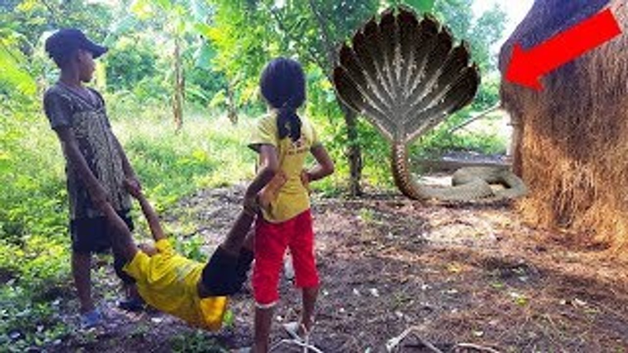 Are You Kidding Me? Young Kids Catch Very Big Village Snake While Collecting Mushrooms