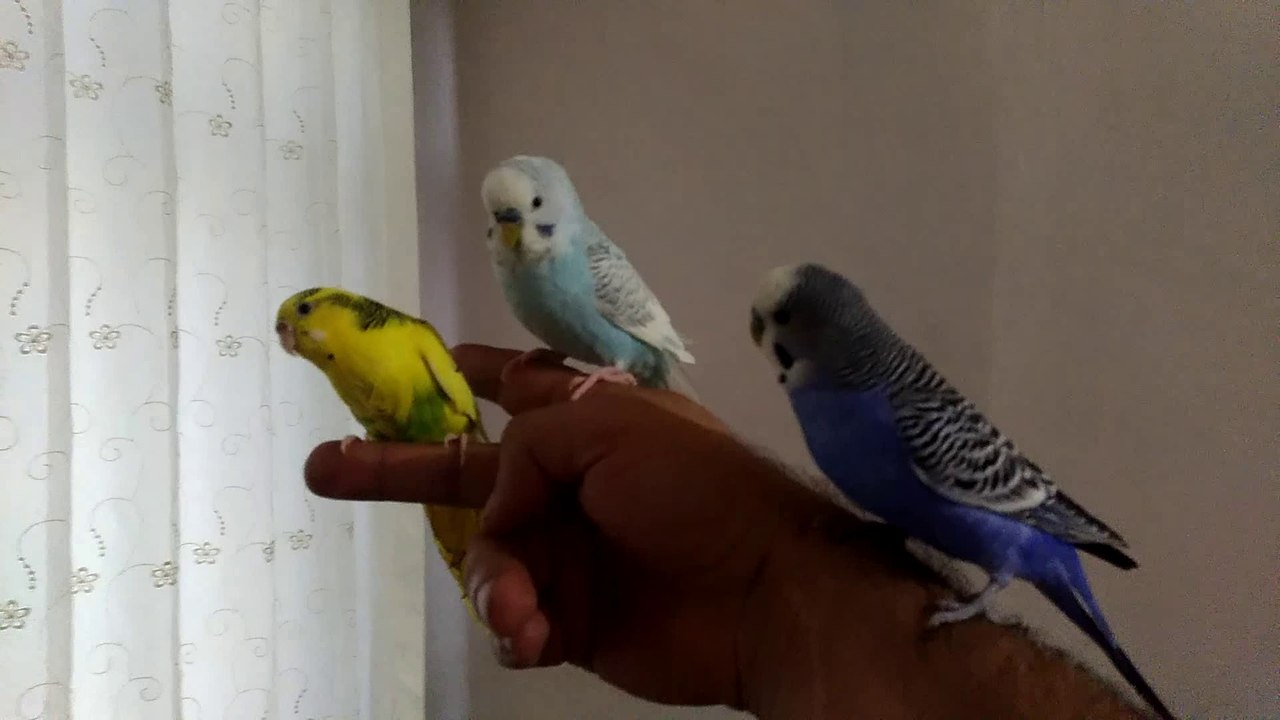 Muhabbet Kusu Egitimleri