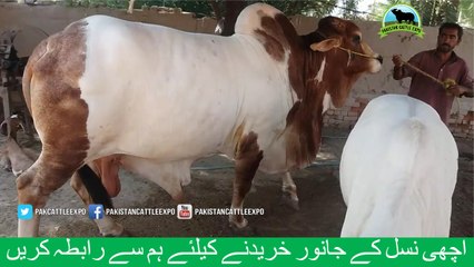 684 || Qurbani Bull || 2018 || 2019 || Karachi Sohrab Goth || Pakistan Cattle Expo