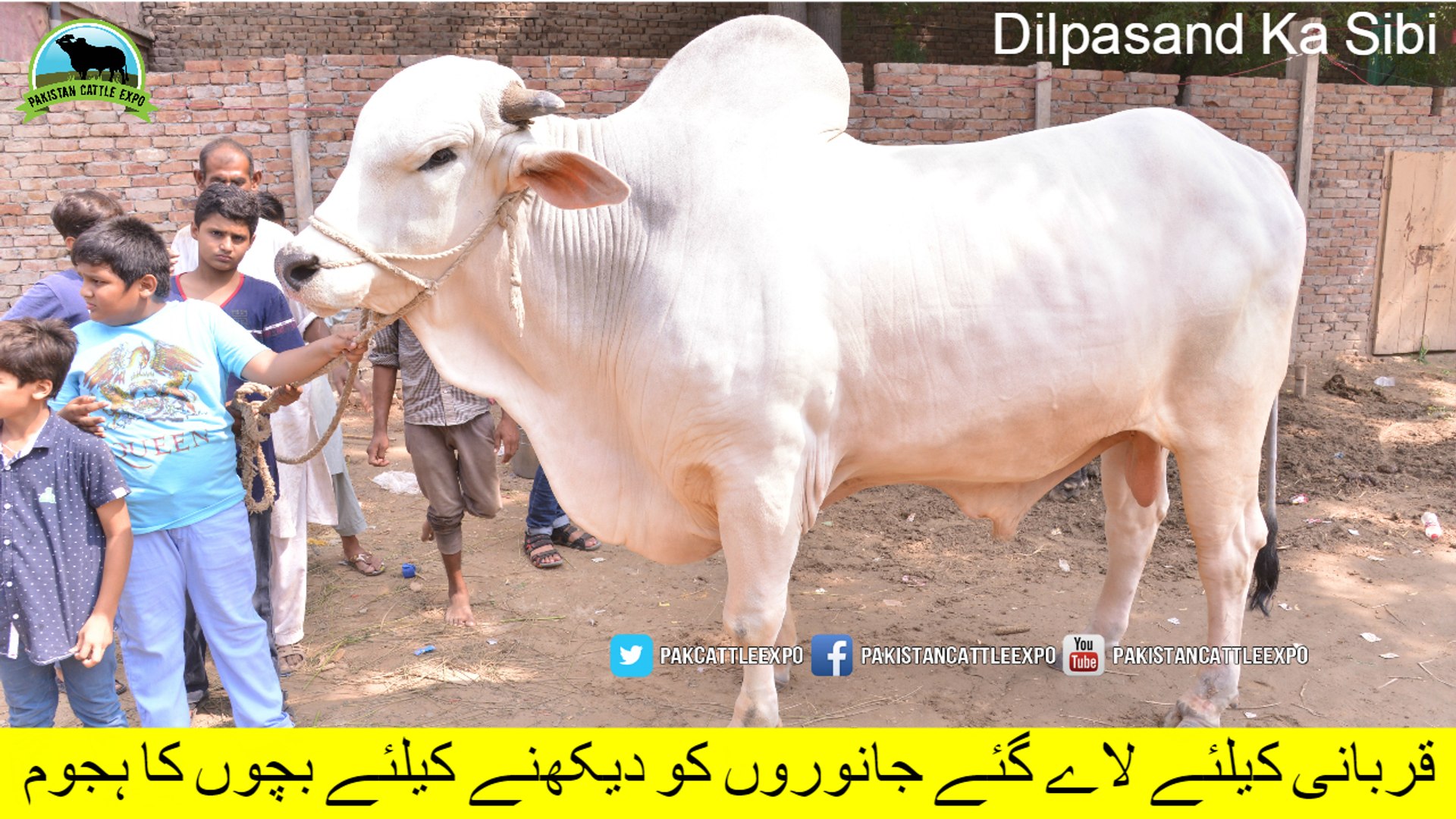 685 || Top Qurbani Animals in Faisalabad || 2018 || 2019 || Ch Atta Gujjar  || Pakistan Cattle Expo - video Dailymotion