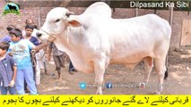 685 || Top Qurbani Animals in Faisalabad || 2018 || 2019 || Ch Atta Gujjar || Pakistan Cattle Expo