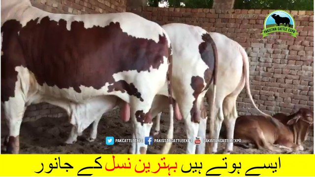 686 || Qurbani Bull || 2018 || 2019 || Karachi Sohrab Goth || Pakistan Cattle Expo