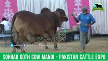 687 || Cow Mandi || 2018 || 2019 || Karachi Sohrab Goth || Pakistan Cattle Expo