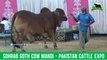 687 || Cow Mandi || 2018 || 2019 || Karachi Sohrab Goth || Pakistan Cattle Expo