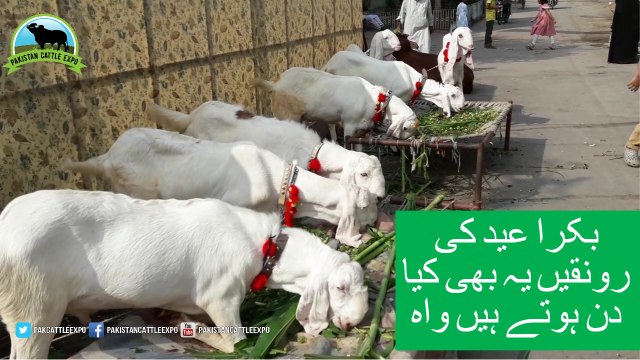 688 || Bakra Eid ki Ronqein Qurbani ka Maza || بکرا عید کی رونقیں یہ بھی کیا دن ہوتے ہیں واہ