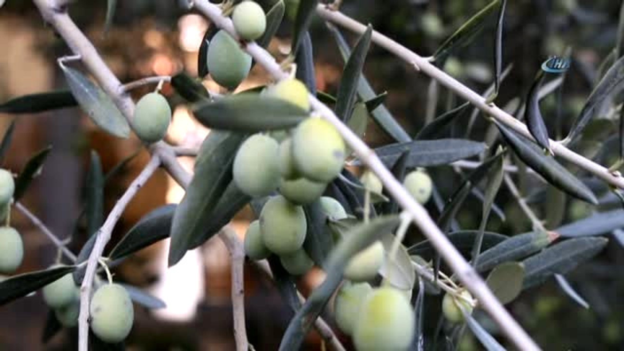 Edremit Ziraat Odası Meclis Başkanı Cahit Çetin: "300 Bin Ton ile Zeytinyağında Dünya İkincisi...