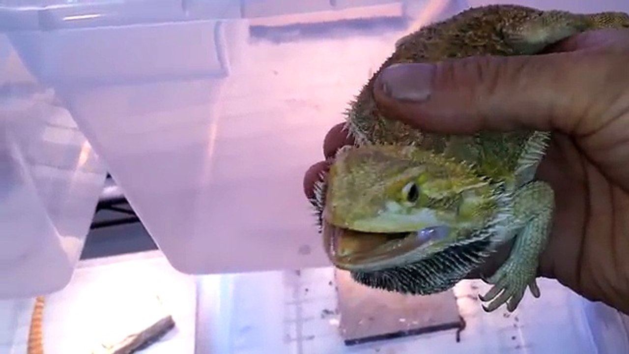 Worlds most aggressive bearded dragon.