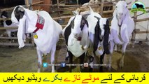 670 || Bakra Eid ki Ronqein Qurbani k sath || Bakra Qurbani || 2018 || 2019