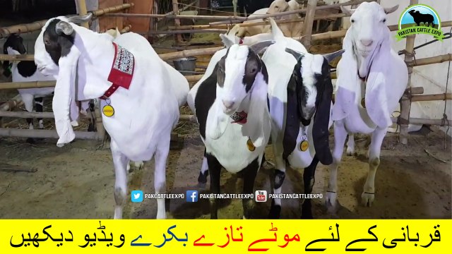 670 || Bakra Eid ki Ronqein Qurbani k sath || Bakra Qurbani || 2018 || 2019