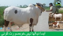 689 || Qurbani Bull || 2018 || 2019 || Eiduladha in Pakistan || Karachi Sohrab Goth ||